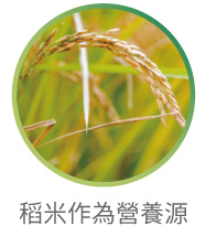 以日本純淨大米作為營養源，培養克菲爾