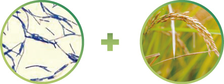 利用獨特的克菲爾乳桿菌結合日本純淨大米