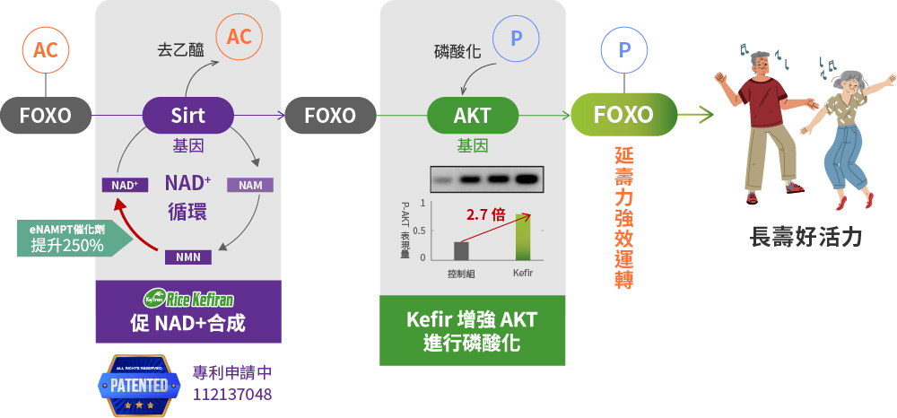 Rice Kefiran 與 NMN-LIKE 相互搭配,讓人長壽活力加倍