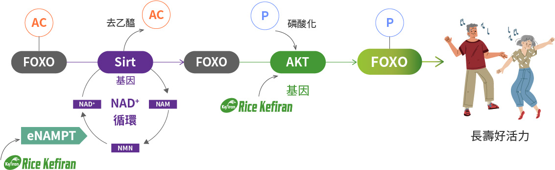 Rice Kefiran 克菲素® 與 NMN-LIKE 的作用機制,使 NMN 抗老更強大