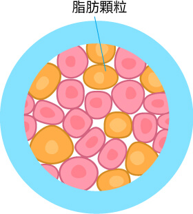 使用Rice Kefiran 克菲素® 可以避免脂肪顆粒堆積